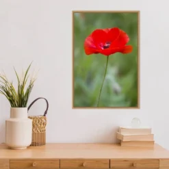 16" X 23" Poppy Flower By Richard And Susan Day Danita Delimont Framed Canvas Wall Art Red - Amanti Art -Home Decor GUEST 0a39fa1b 822f 47f0 aebe cb77c19ded02