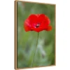 16" X 23" Poppy Flower By Richard And Susan Day Danita Delimont Framed Canvas Wall Art Red - Amanti Art