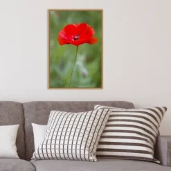 16" X 23" Poppy Flower By Richard And Susan Day Danita Delimont Framed Canvas Wall Art Red - Amanti Art -Home Decor GUEST 2b7c4a04 658c 4d62 b4e1 dfbfd50dc620