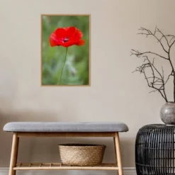 16" X 23" Poppy Flower By Richard And Susan Day Danita Delimont Framed Canvas Wall Art Red - Amanti Art -Home Decor GUEST 3ebca87f f07e 46dc b2fb 2439230d1a3a