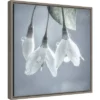 16" X 16" Japanese Snowbell Tree Blossoms By Jaynes Gallery Danita Delimont Framed Canvas Wall Art - Amanti Art