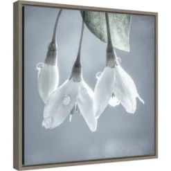 16" X 16" Japanese Snowbell Tree Blossoms By Jaynes Gallery Danita Delimont Framed Canvas Wall Art - Amanti Art